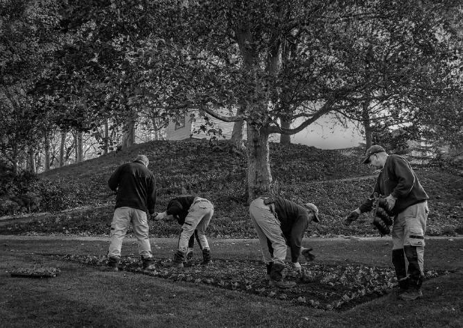 Bed Planting (%!s(<nil>)) - 