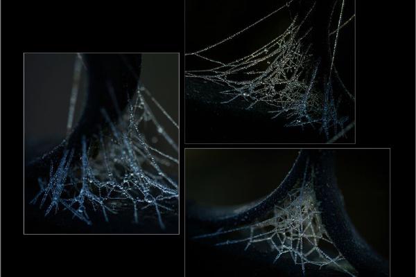 Early Morning Webs (%!s(<nil>)) - 