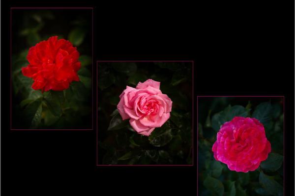 Gradation Of Roses (%!s(<nil>)) - 