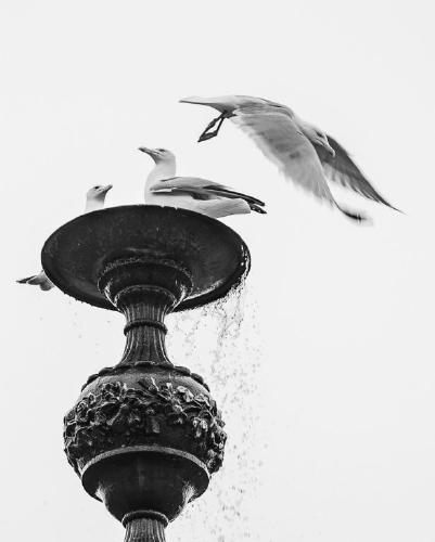 Gull Fountain (%!s(<nil>)) - 