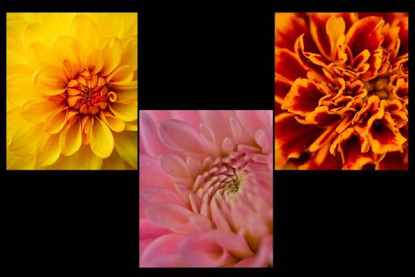 Off Centre Flowers (%!s(<nil>)) - 