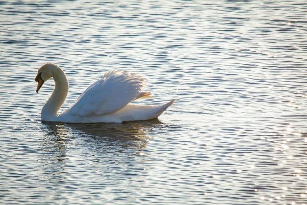 Swan Beauty (%!s(<nil>)) - 