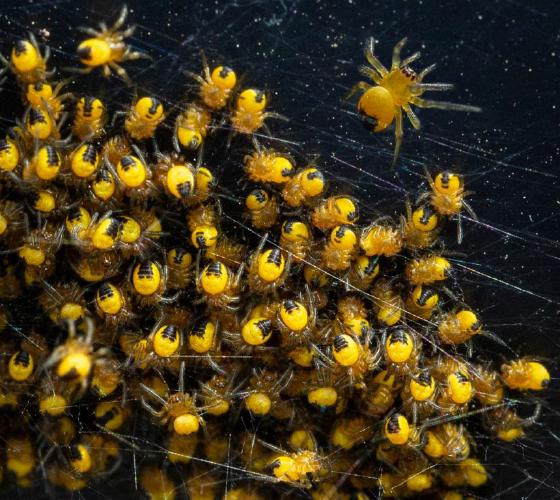 Venturing Out (%!s(<nil>)) - 