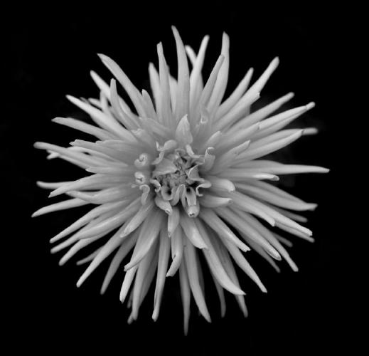 Was Pink (%!s(<nil>)) - 