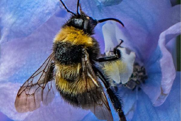 Bee Feeding On Delphinium (%!s(<nil>)) - 