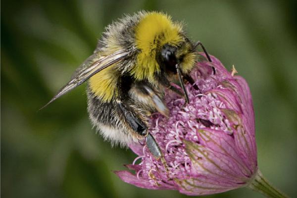 Bumble Bee Feeding (%!s(<nil>)) - 