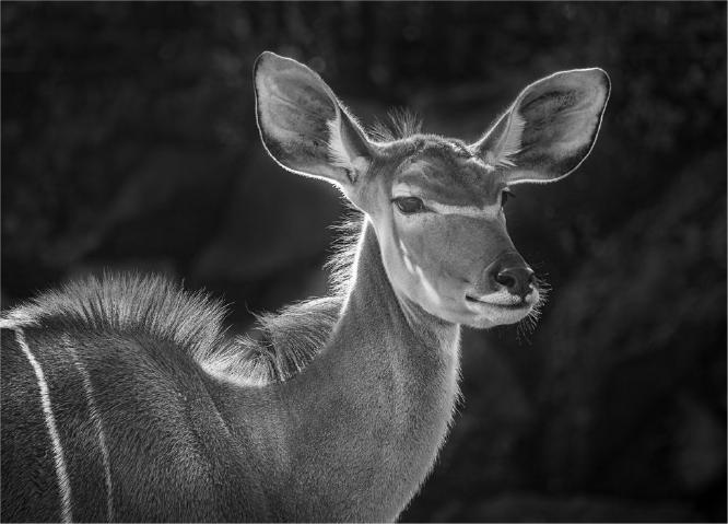 Kudu Colchester Zoo (%!s(<nil>)) - 