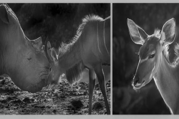 Male Kudu defending his females (%!s(<nil>)) - 