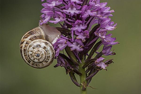 Marsh Orchid Under Attack (%!s(<nil>)) - 