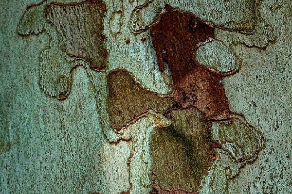 Natures Art (%!s(<nil>)) - 