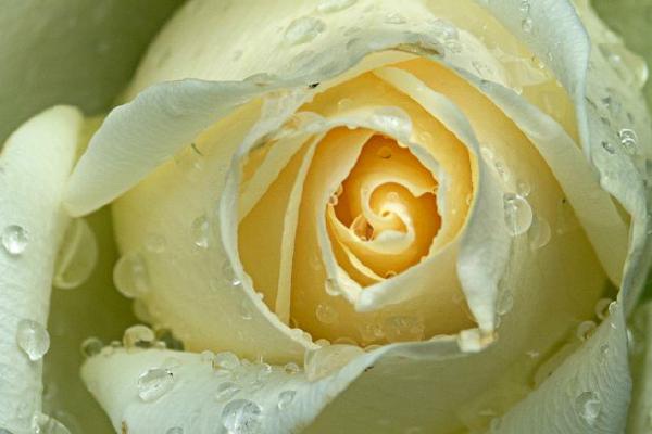 Raindrops on rose (%!s(<nil>)) - 