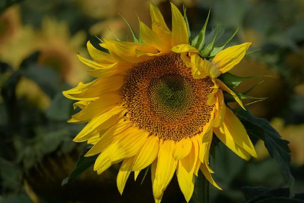Sunflower (%!s(<nil>)) - 