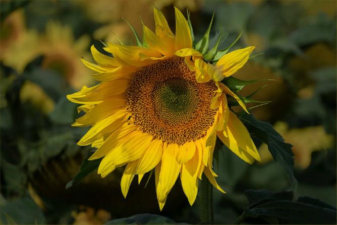 Sunflower (%!s(<nil>)) - 