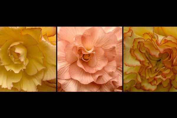 Trio of Begonia Blooms (%!s(<nil>)) - 