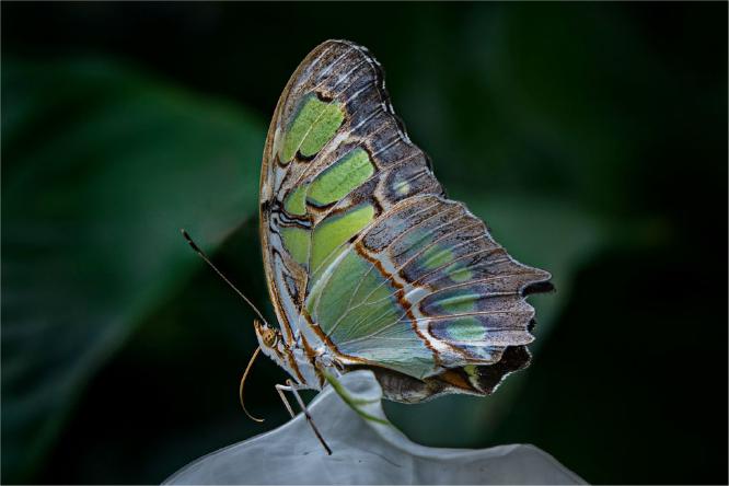 Tropical Butterfly (%!s(<nil>)) - 