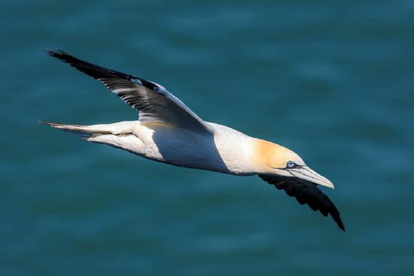Adult Gannet (%!s(<nil>)) - 