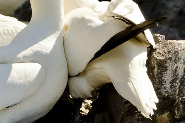 Gannet Pair (%!s(<nil>)) - 
