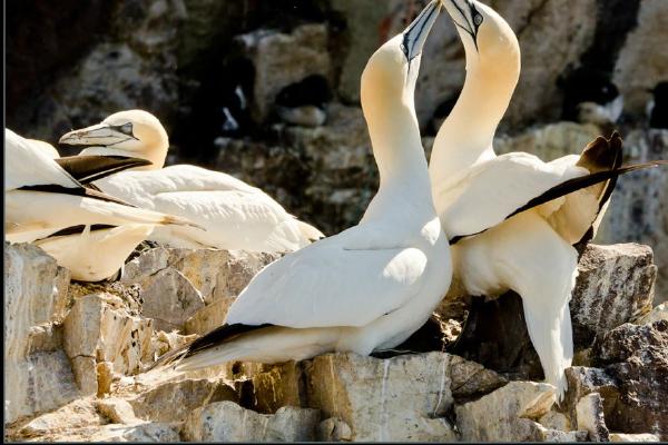 Gannets on Bass Rock (%!s(<nil>)) - 
