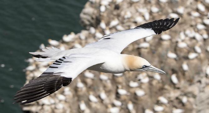 Young Gannet Flying Over Colony (%!s(<nil>)) -