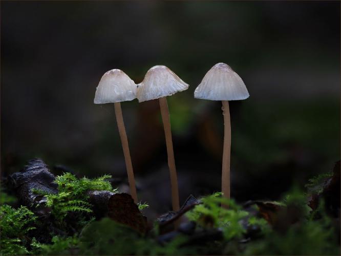 Common Bonnets (%!s(<nil>)) - 