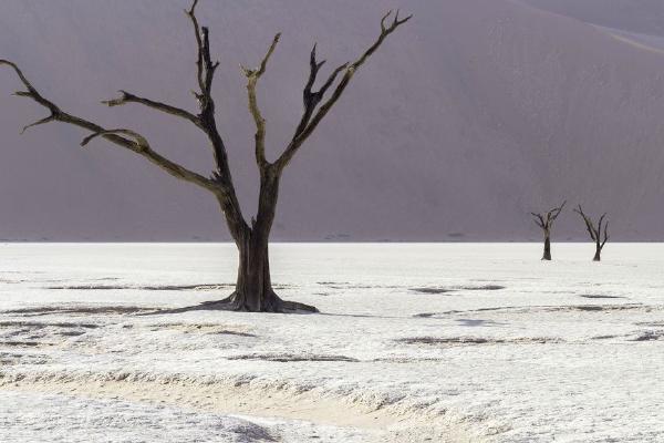 Deadvlei Dawn (%!s(<nil>)) - 
