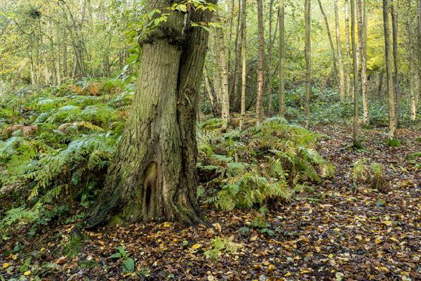 Early Autumn Chestnut in Messing Woods (%!s(<nil>)) - 