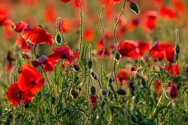 Evening Poppies at Lodge Farm (%!s(<nil>)) - 