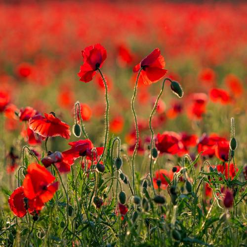 Evening Poppies at Lodge Farm (%!s(<nil>)) - 