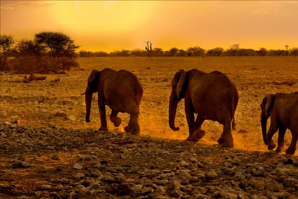 Evening Stroll from the Waterhole (%!s(<nil>)) - 