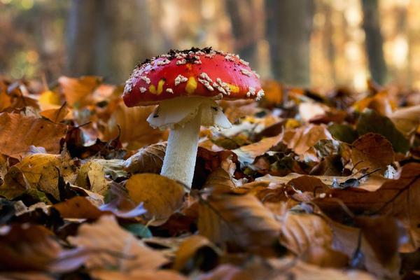 Fly Agaric in Pods Wood (%!s(<nil>)) - 