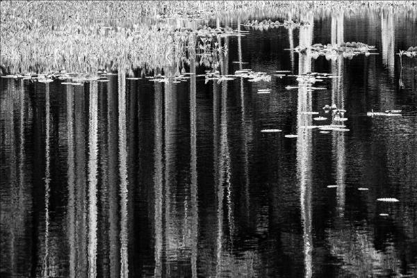 Forest Pond (%!s(<nil>)) - 
