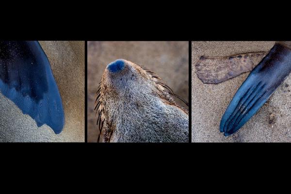 Fur Seal Essentials (%!s(<nil>)) - 