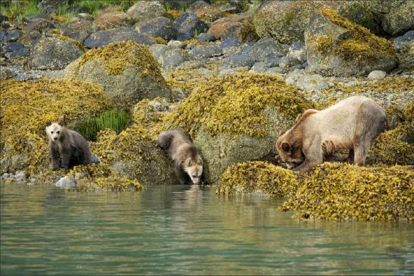 Grizzly Family Searching for Mussels and Crabs (%!s(<nil>)) - 