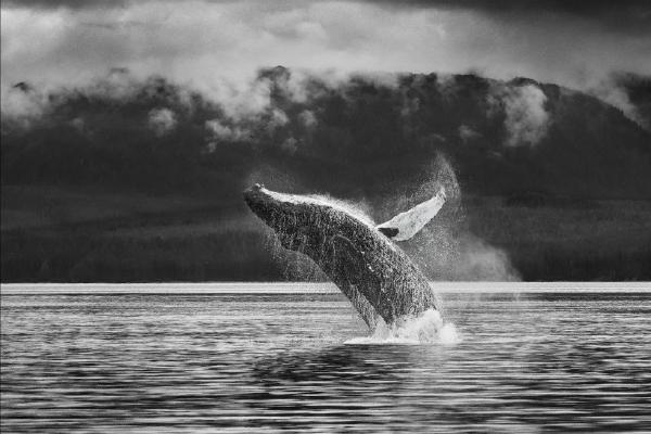 Humpback Breach 2 (%!s(<nil>)) - 