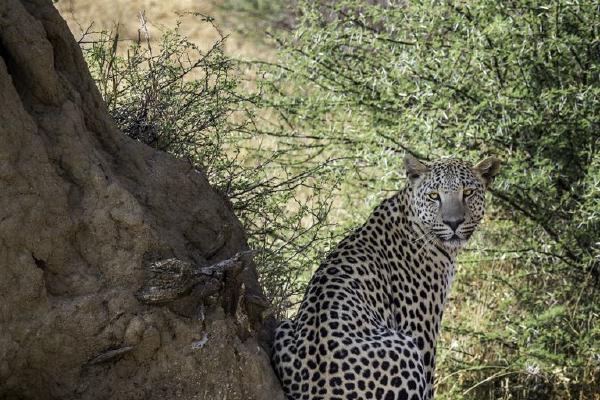 Leopard by a Termite Mound (%!s(<nil>)) - 