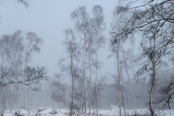 Misty Trees (%!s(<nil>)) - 