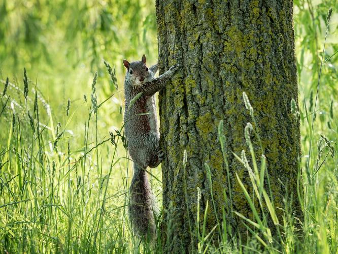 Only a Grey (%!s(<nil>)) - 