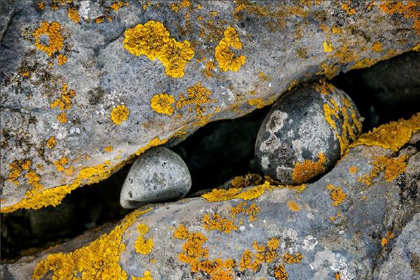 Pebbles lodge in Rock (%!s(<nil>)) - 