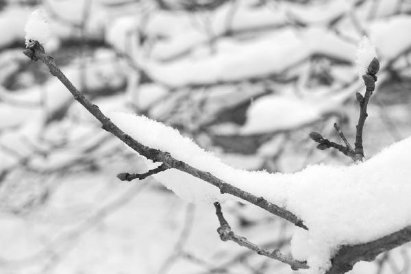First Snow Of Winter (%!s(<nil>)) - 