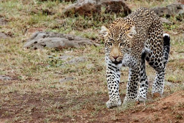 African Leopard male (%!s(<nil>)) - 