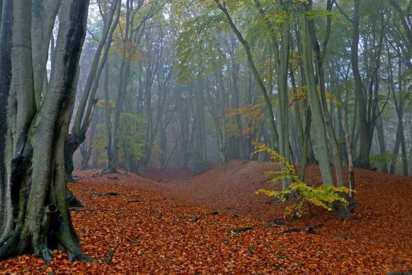 Beech Trees at Amesbury Banks (%!s(<nil>)) - 