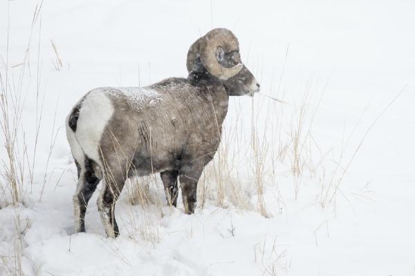 Bighorn Ram scraping a meagre living (%!s(<nil>)) - 