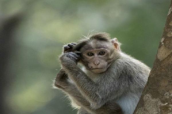 Bonnet Macaque (%!s(<nil>)) - 