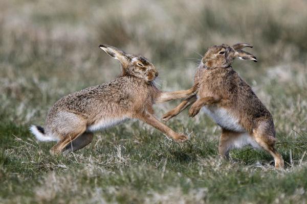Brown Hares (%!s(<nil>)) - 