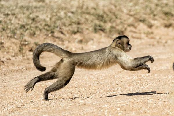 Capuchin Monkeys (%!s(<nil>)) - 