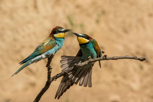 European Bee Eaters (%!s(<nil>)) - 