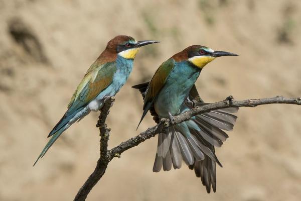 European Bee-eaters preening (%!s(<nil>)) - 