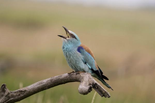European Roller (%!s(<nil>)) - 