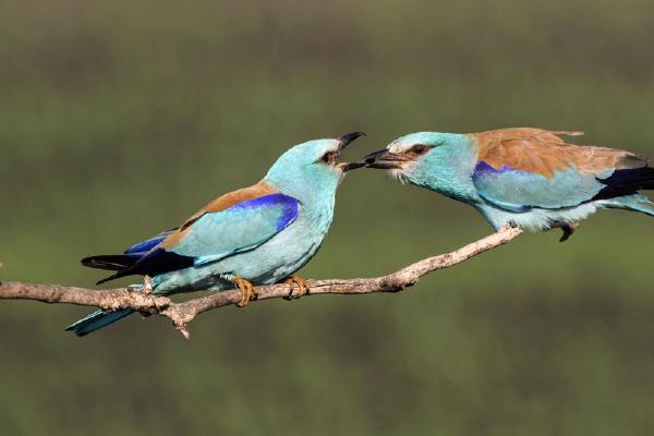 European Rollers (%!s(<nil>)) - 