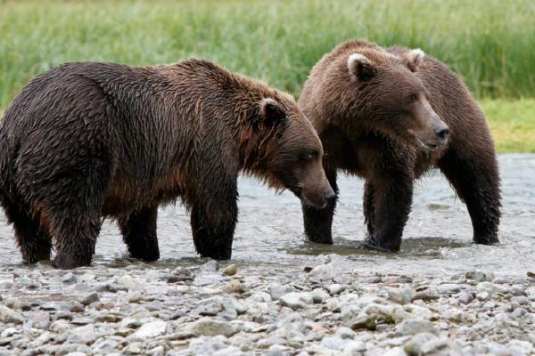 Grizzly Bears Alaska (%!s(<nil>)) - 